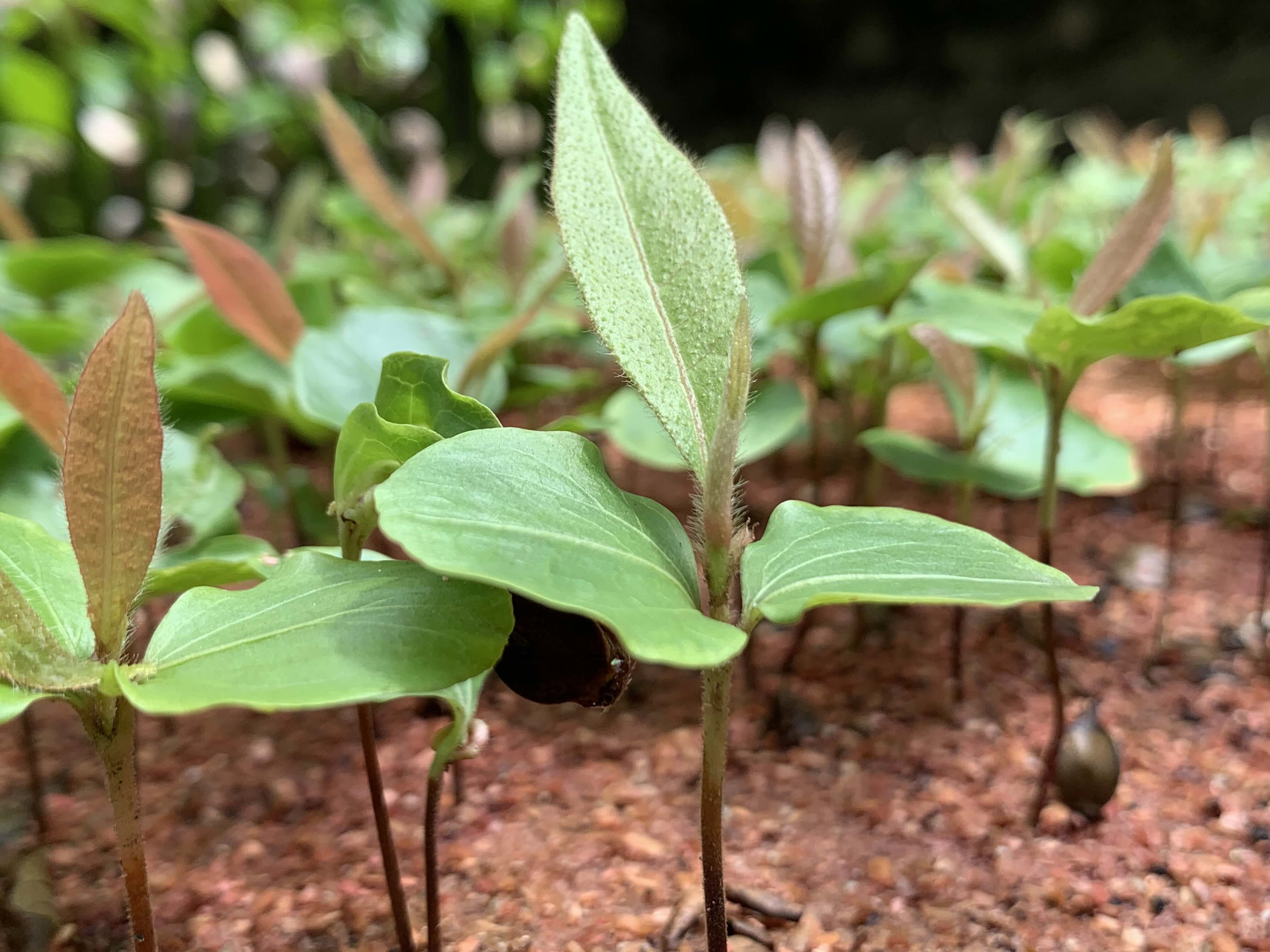 Vivero Núcleo del Río, foto 1