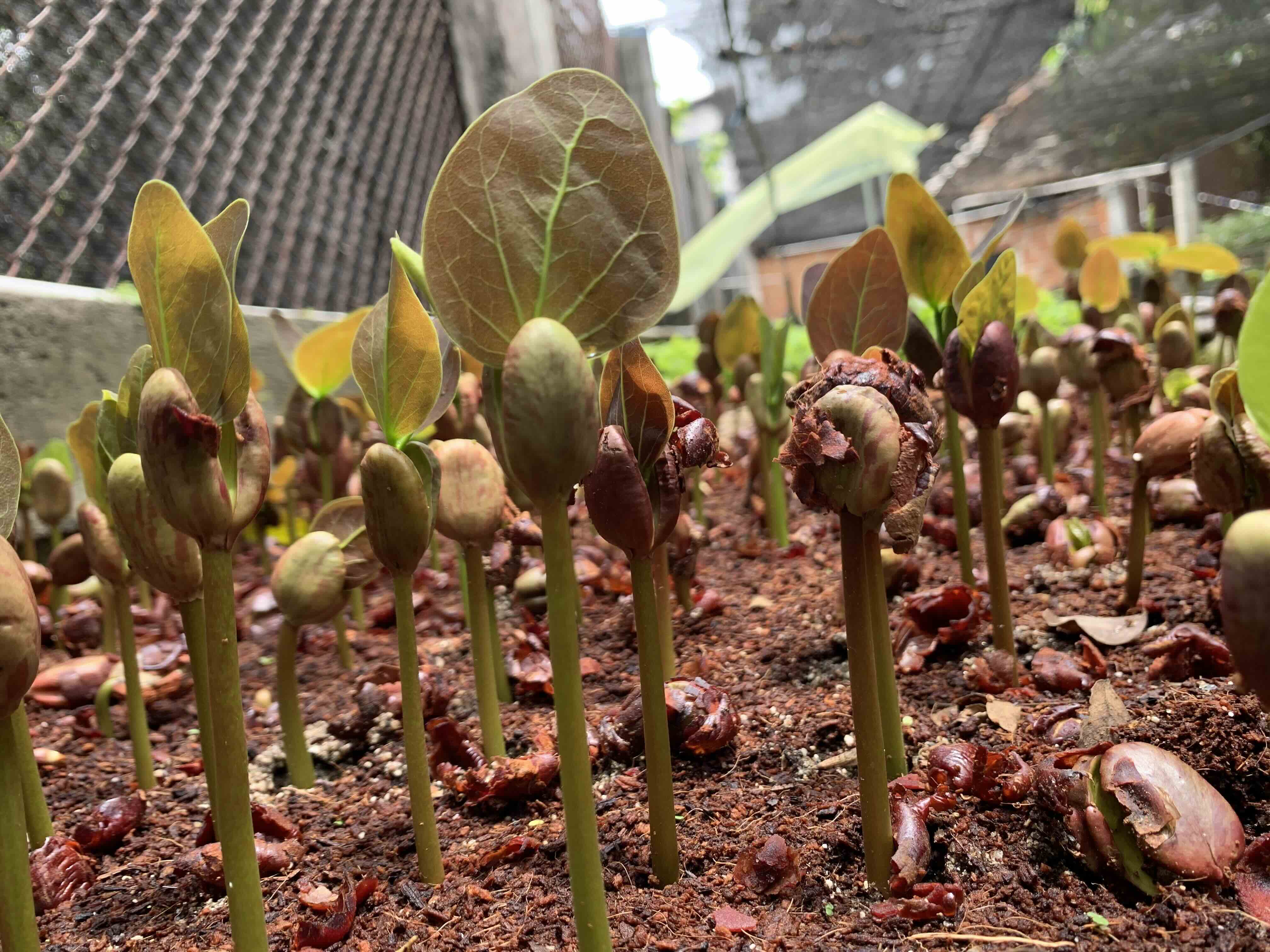 Vivero Núcleo del Río, foto 3