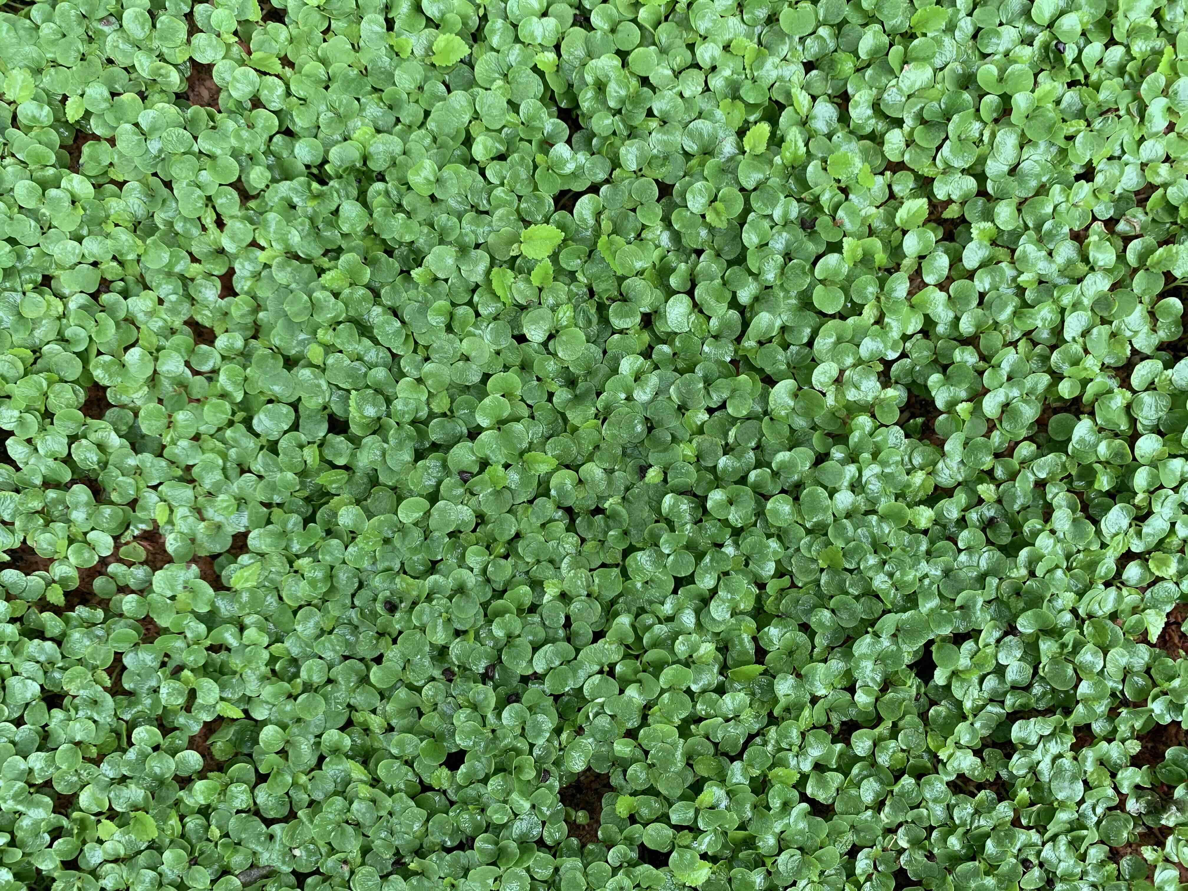 Vivero Núcleo del Río, foto 4