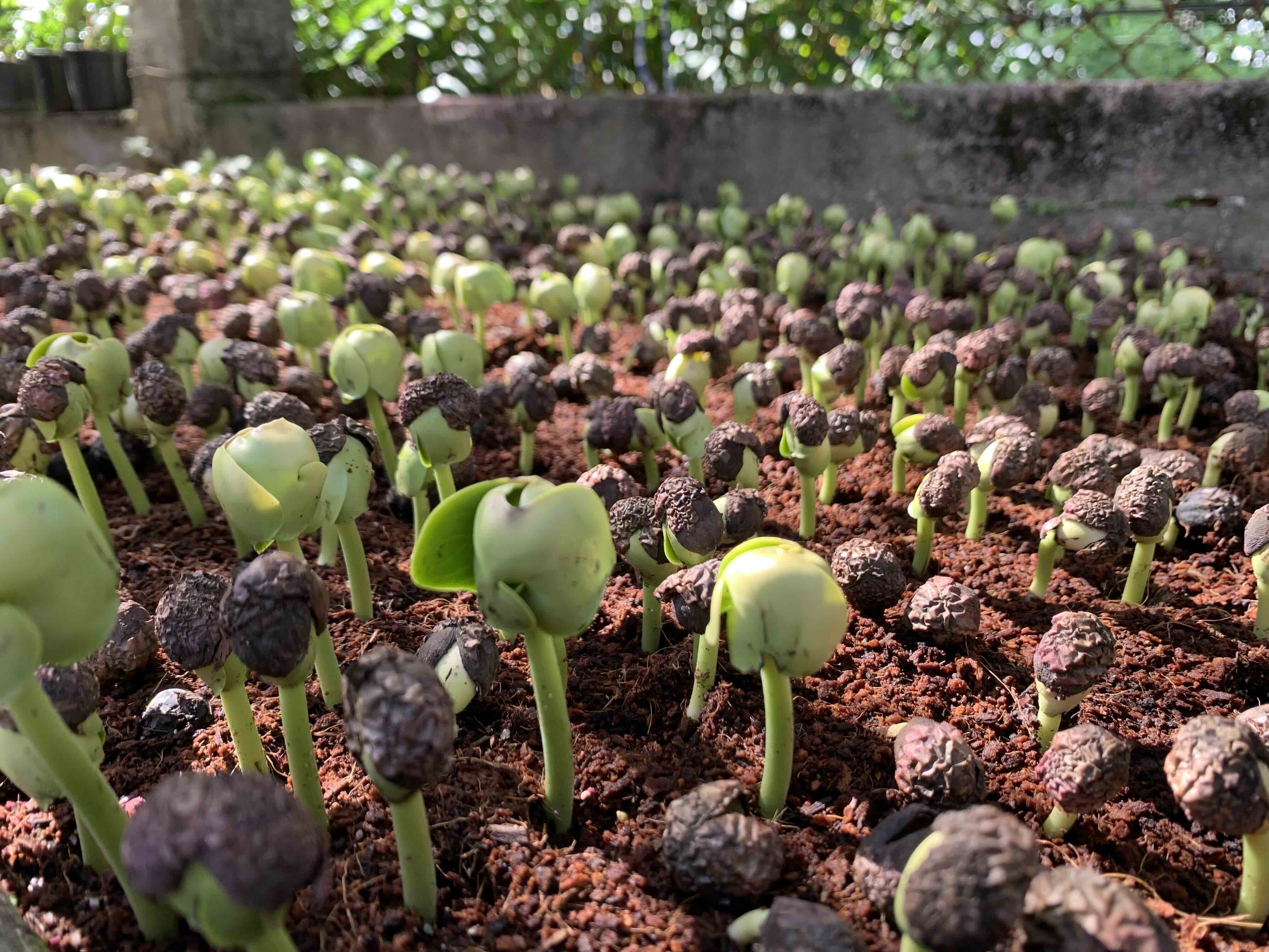 Vivero Núcleo del Río, foto 5